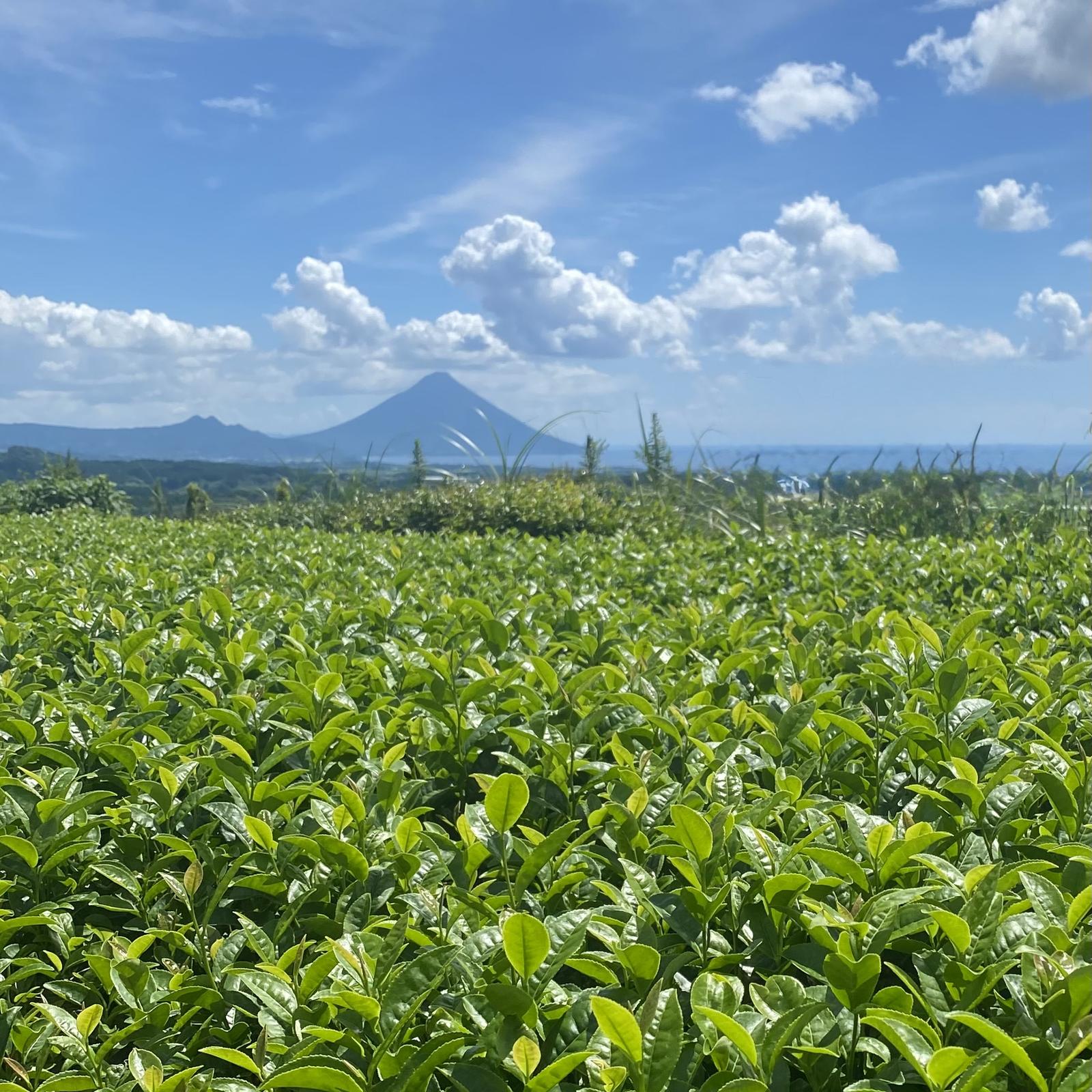 Tea field in southern Japan with a volcanic mountain on the horizon
